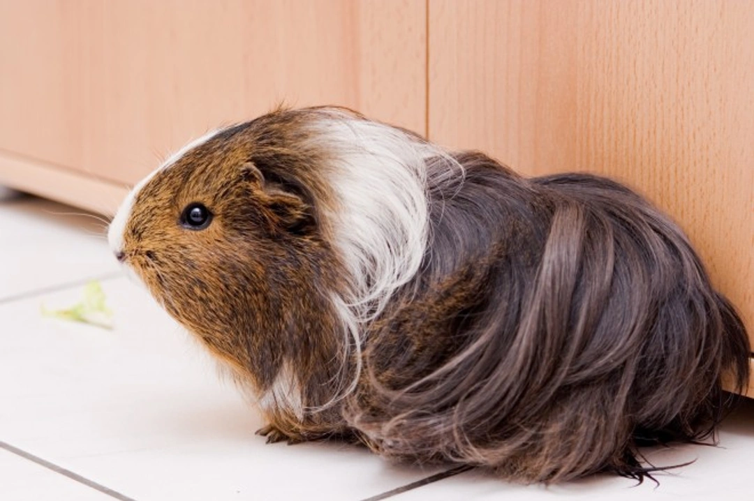Floor Time for Your Guinea Pig: Essential Guide