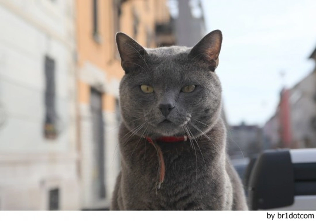 Adaptación del gato a un nuevo entorno