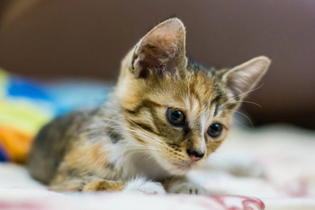 Complete Guide to the Dragon Li Cat Breed and Care