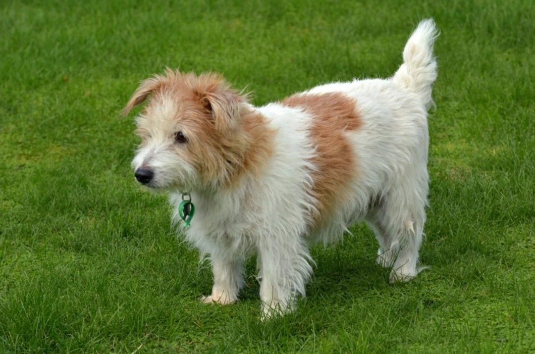 Epidermolytic Hyperkeratosis DNA Testing for Norfolk Terriers