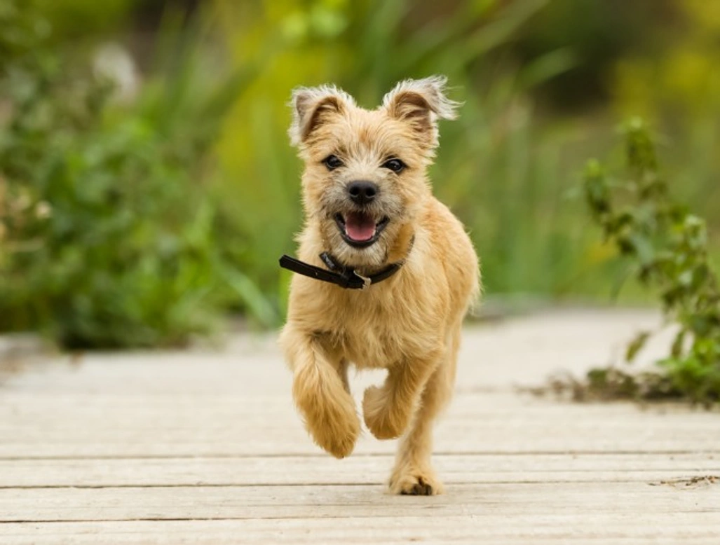 Why Not To Over-Exercise Puppies: 6 Key Reasons