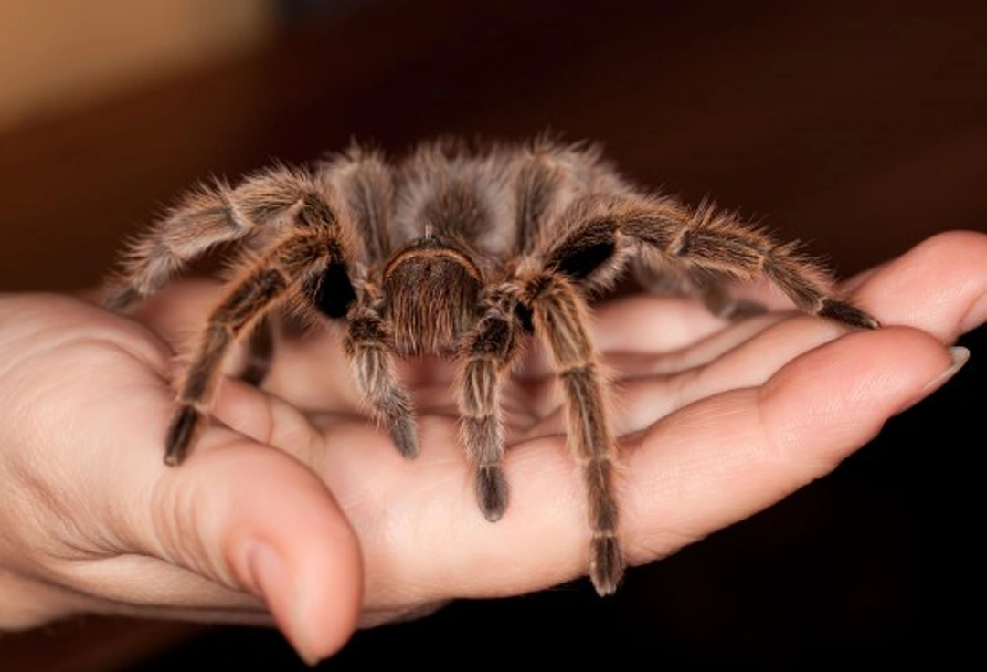 Handling and Working Around Your Pet Tarantula Safely