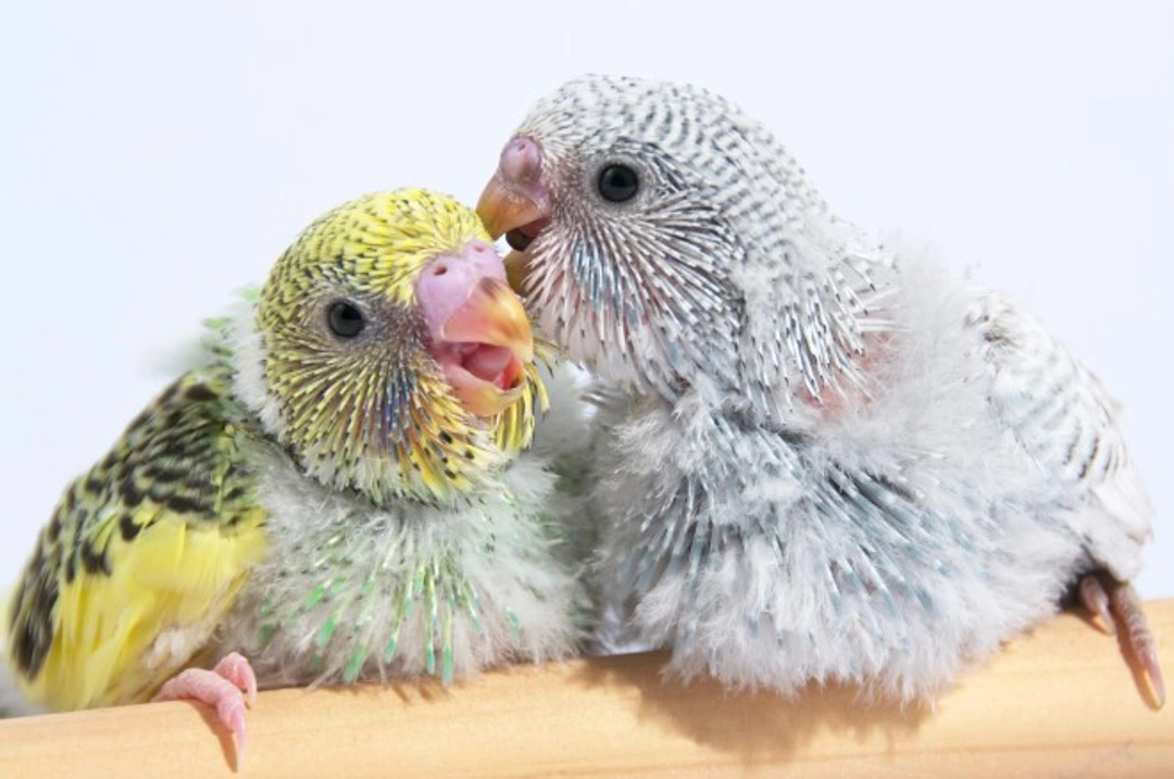 Top 10 Tips to Train Baby Pet Birds Successfully
