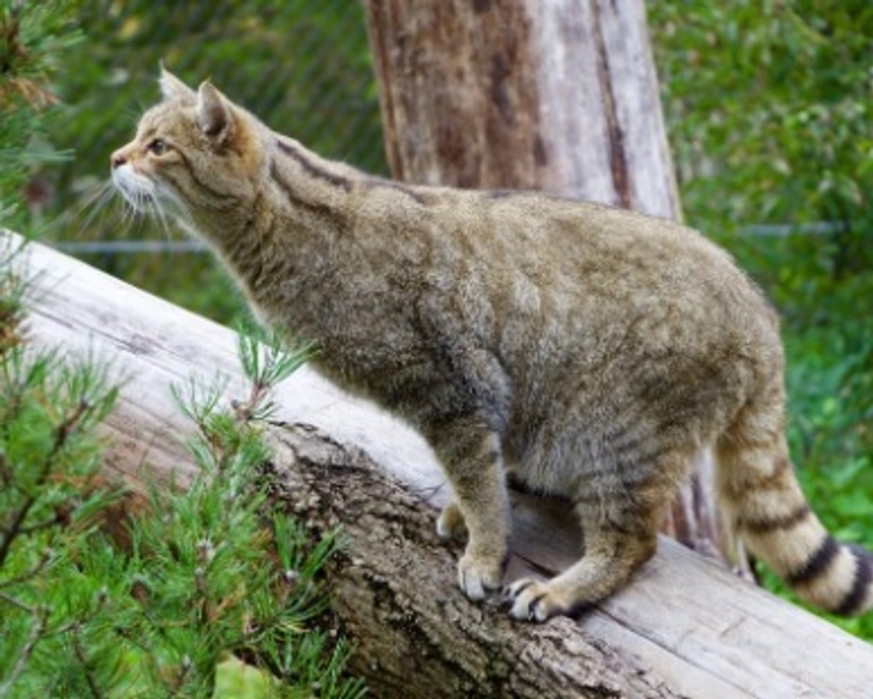 Associazione Animali: Gattolandia onlus per la tutela del gatto