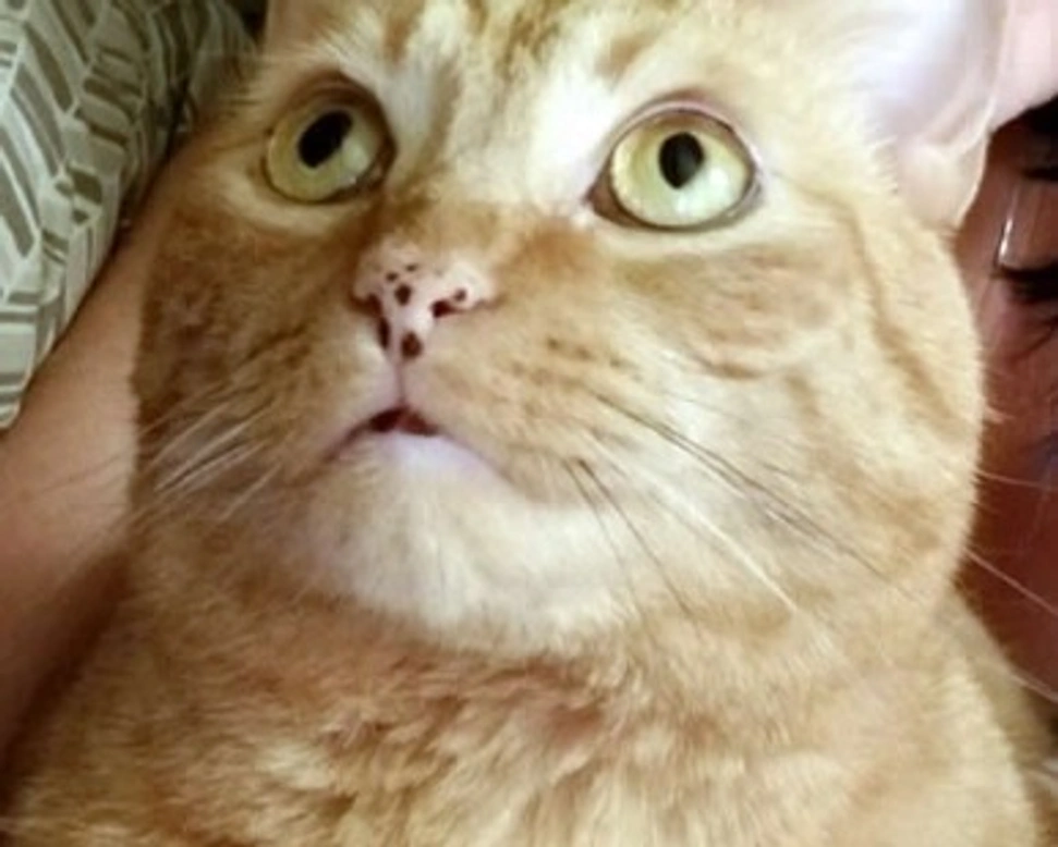 Gatti: spasticità e anestesia