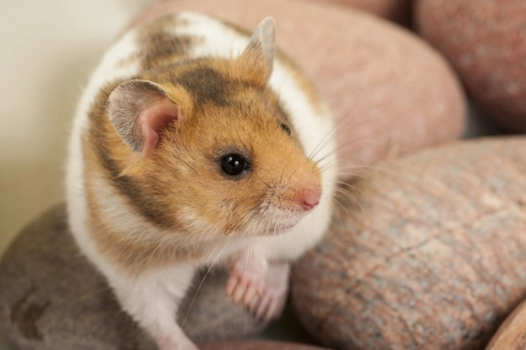 Common Hamster Health Problems And How To Spot Them