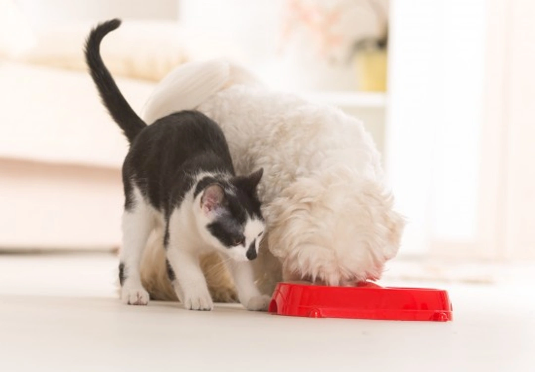 Dogs Eating Cat Food: Why It Matters and How to Stop It
