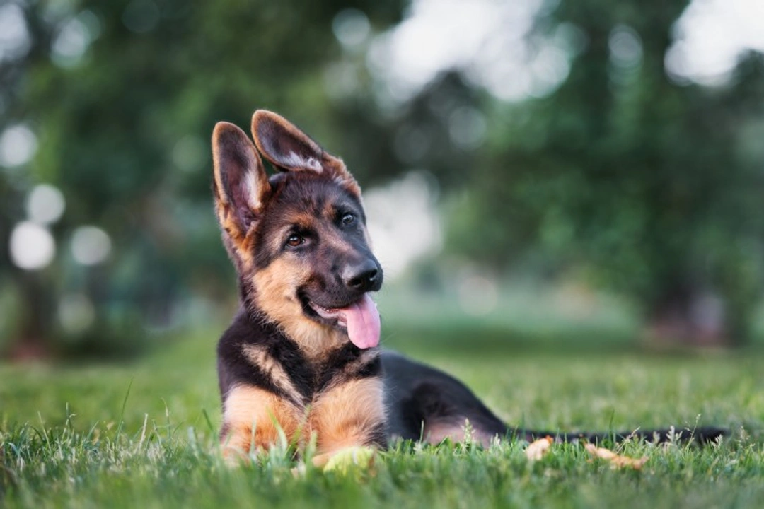 German Shepherd FAQs: Learn Top 11 Breed Questions Answered