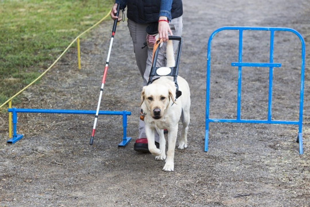 What Guide Dogs for the Blind Are Taught to Do