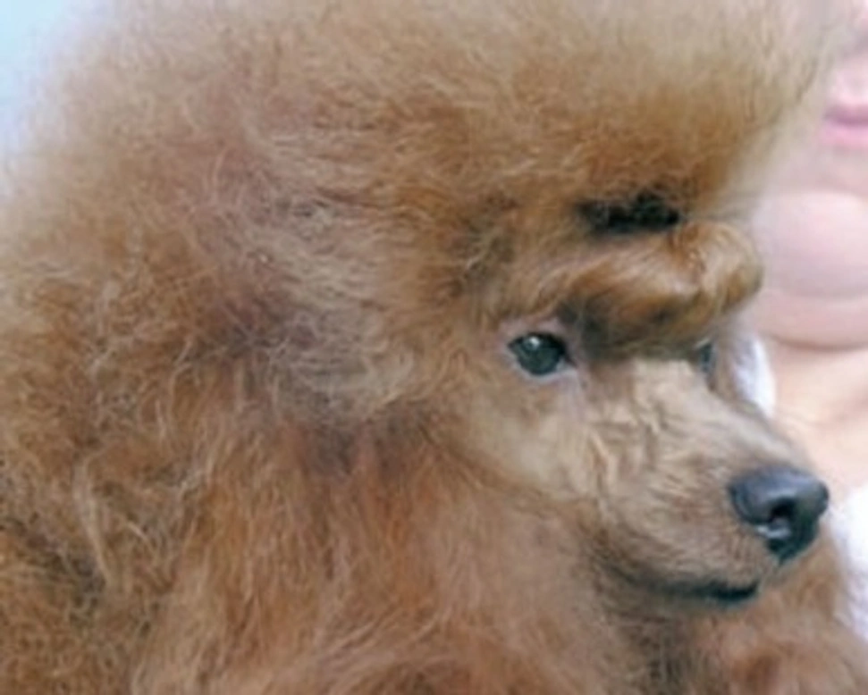 Le razze canine più cercate in Italia