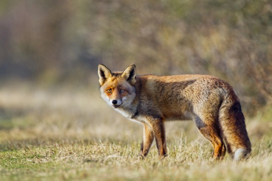 Are wild foxes a danger to your pets? What UK owners should know