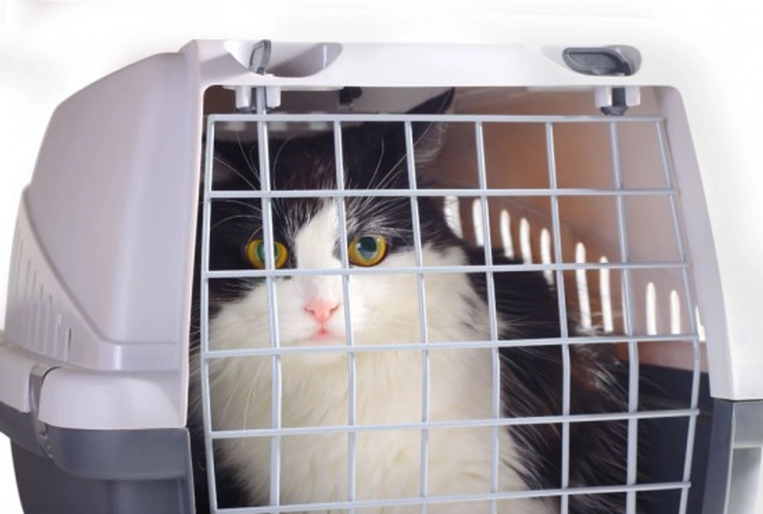 Travelling Safely by Car with Your Cat: Essential Tips