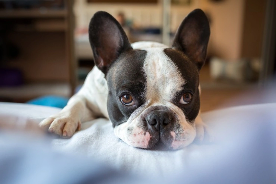 Does Neutering Help Reduce Anxiety in Male Dogs?