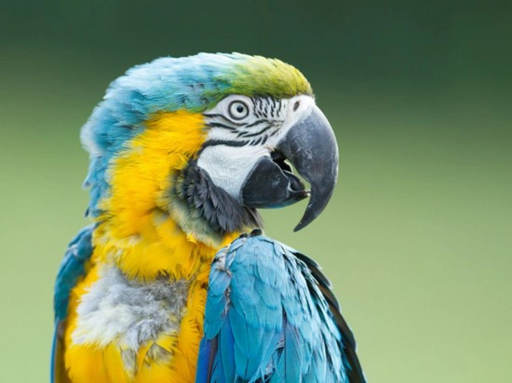 Parrots and Stress: Causes, Signs and How to Help