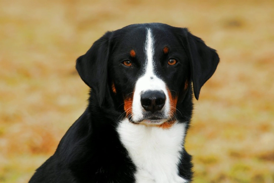 Sepsis in Dogs: Symptoms, Causes & Effective Treatment