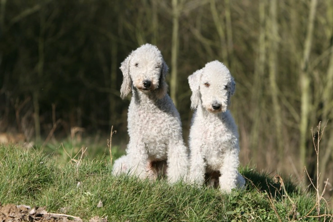 Copper Toxicosis in Bedlington Terriers: A Complete Guide