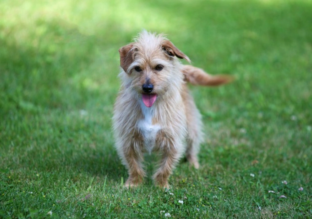 All About Scruffts: UK's Celebration of Crossbreed Dogs