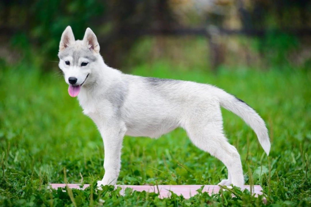 How to Help Puppies and Dogs with Growing Pains Safely