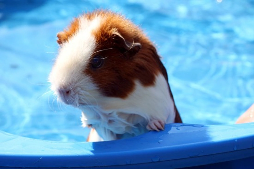 Can I Give My Guinea Pigs a Bath? Essential Care Tips