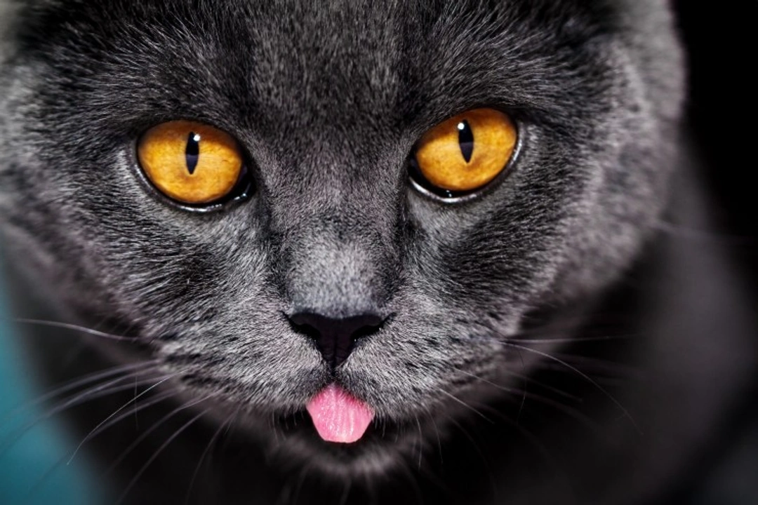 Five Key Questions and Answers About Cat Nighttime Behaviour