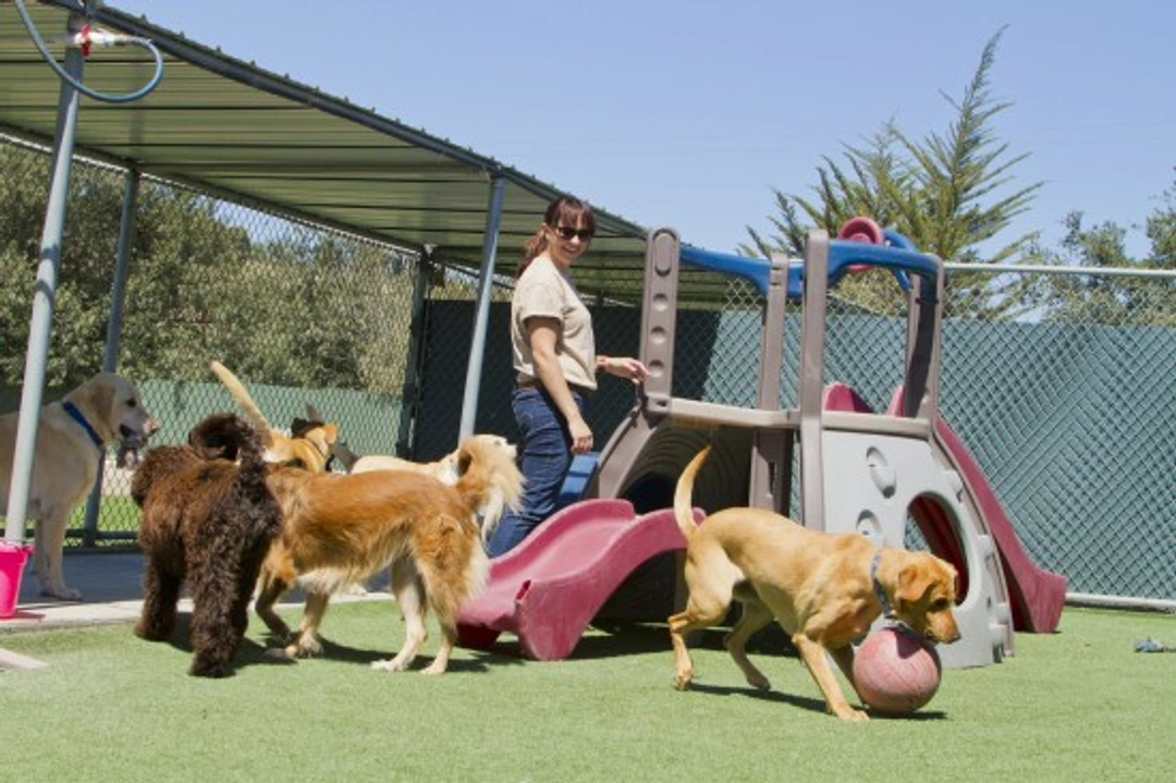 Doggy Daycare Explained: Is It Right for Your Dog?