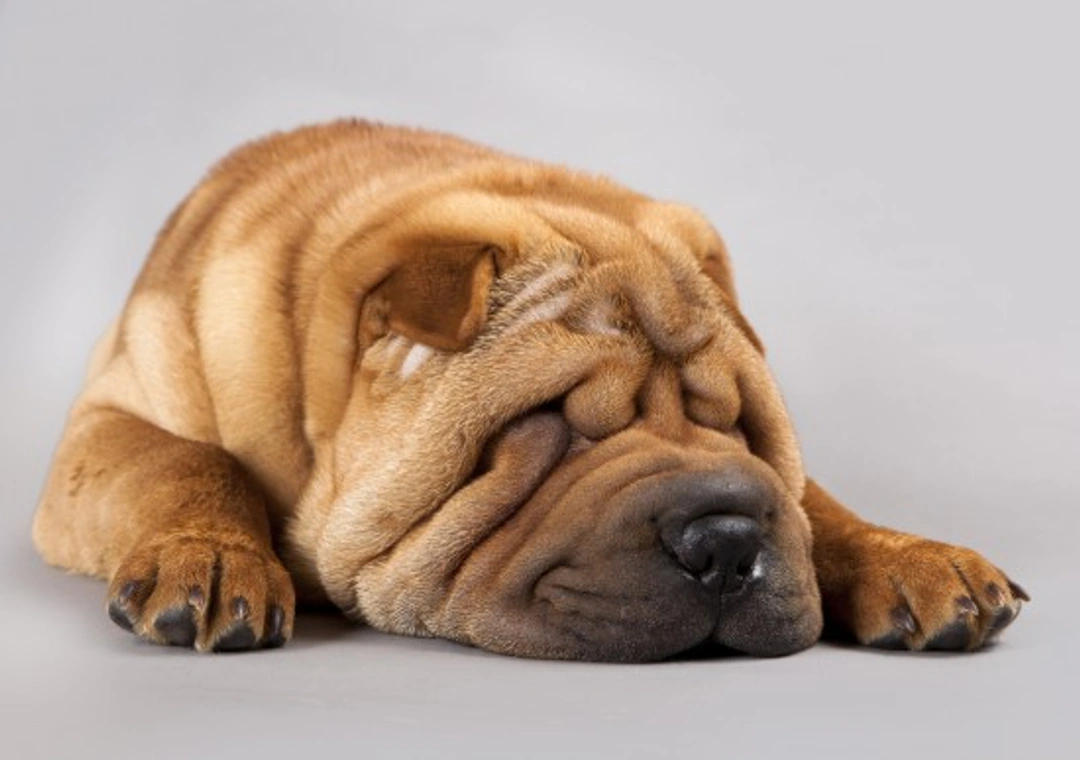 Cómo limpiar las arrugas faciales de tu perro: guía básica