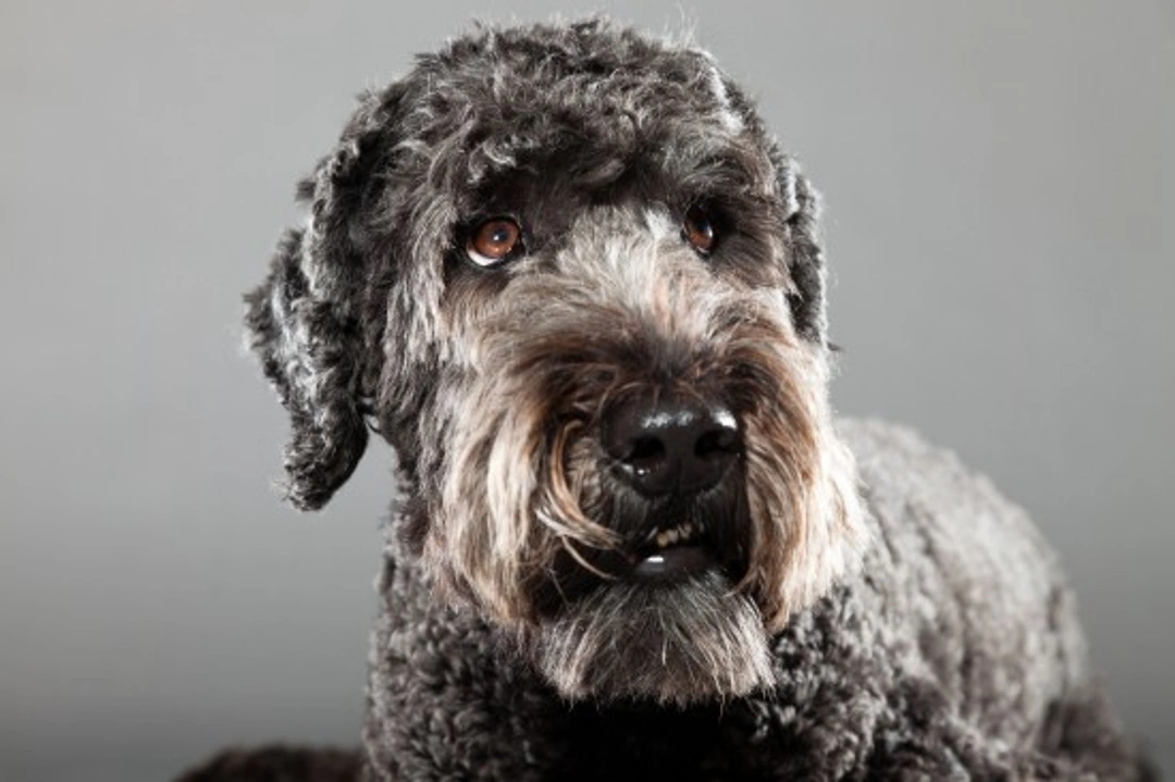 Why Hybrid Dogs Are So Popular: 11 Key Reasons