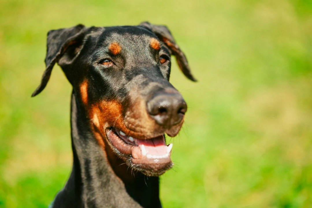 Three effective tips to defuse an aggressive dog safely