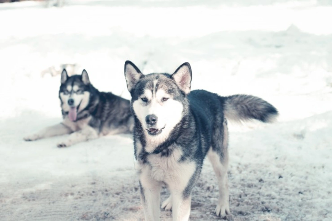 Top Pack Dog Breeds in the USA: Loyal, Social Companions