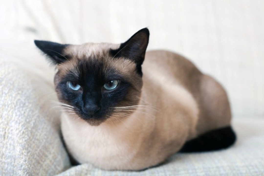 Mediastinal Lymphoma in Cats: Symptoms, Causes & Care
