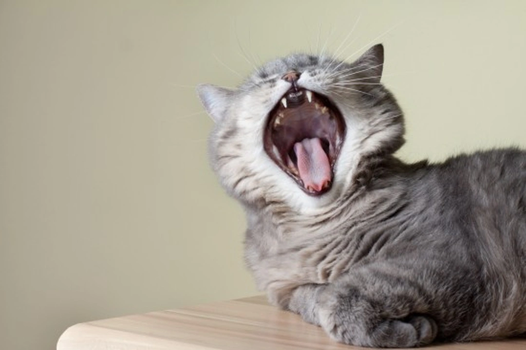 Cat Bad Breath Causes: Top 5 Reasons & What To Do