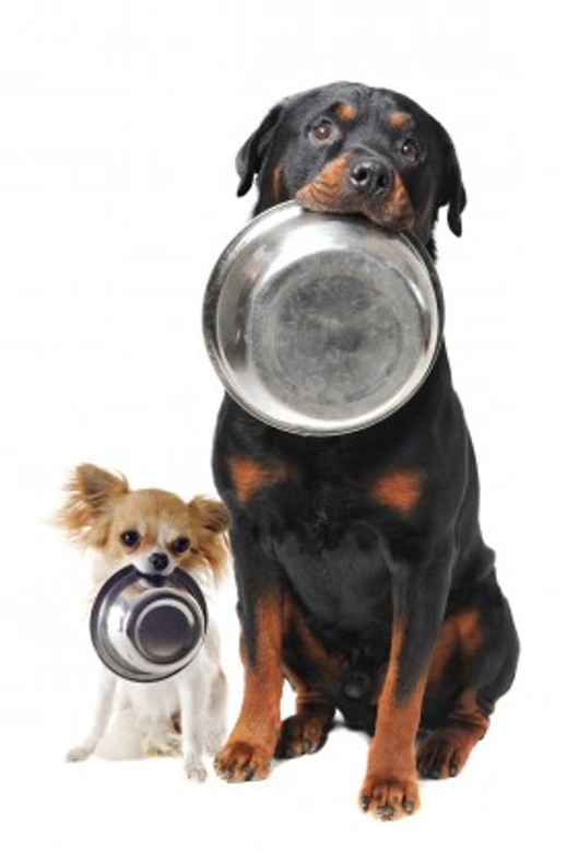 Does Your Dog Understand the Food Rules?