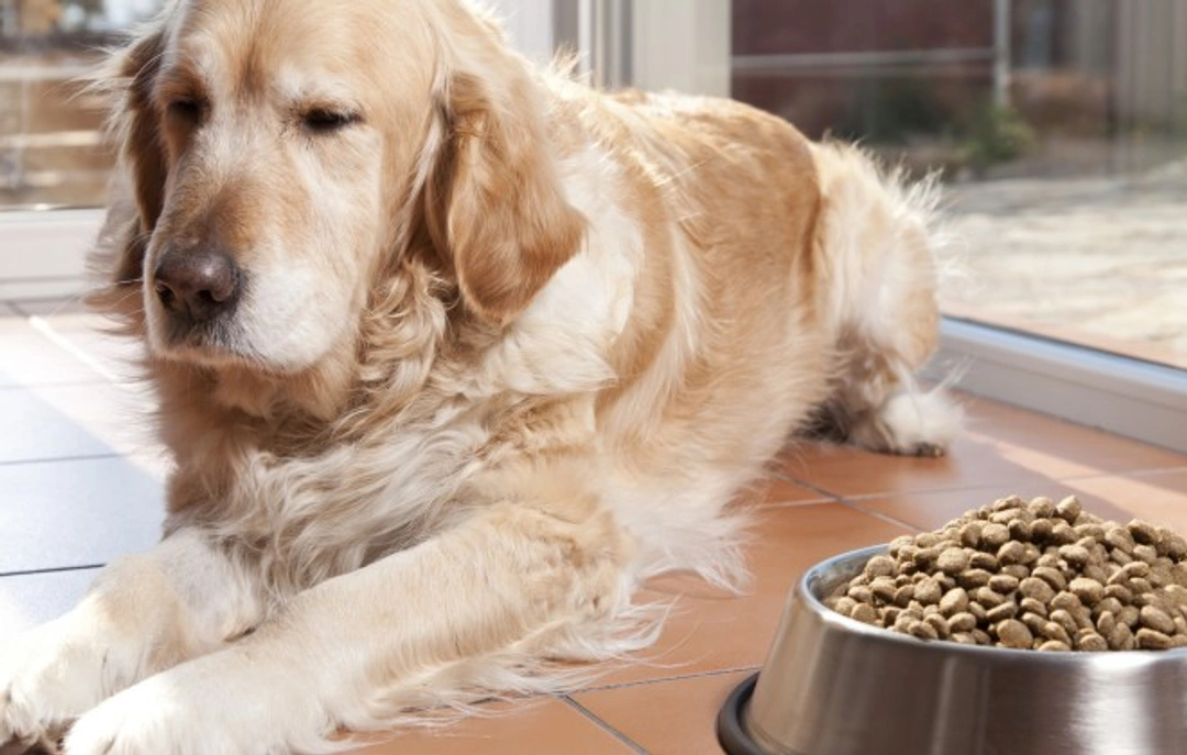 7 Signs You Need to Change Your Dog Food Today