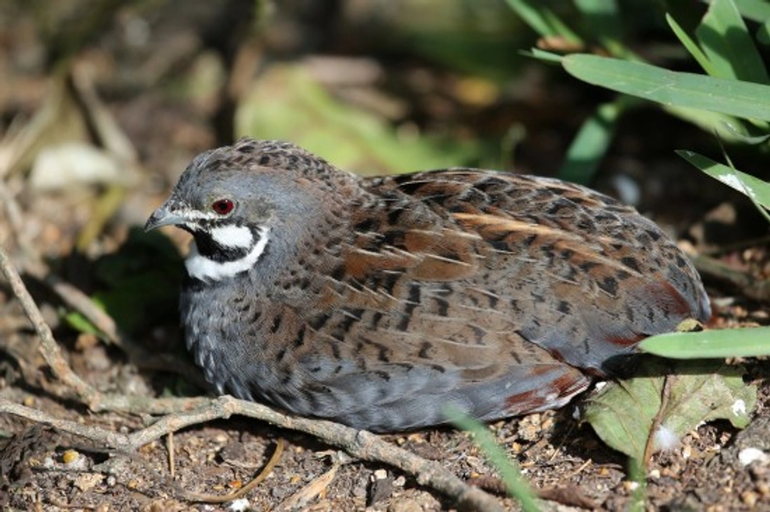 Keeping Quail in an Aviary: Care and Species Guide