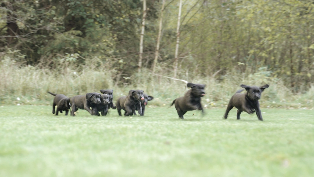 Från valp till vardagshjälte