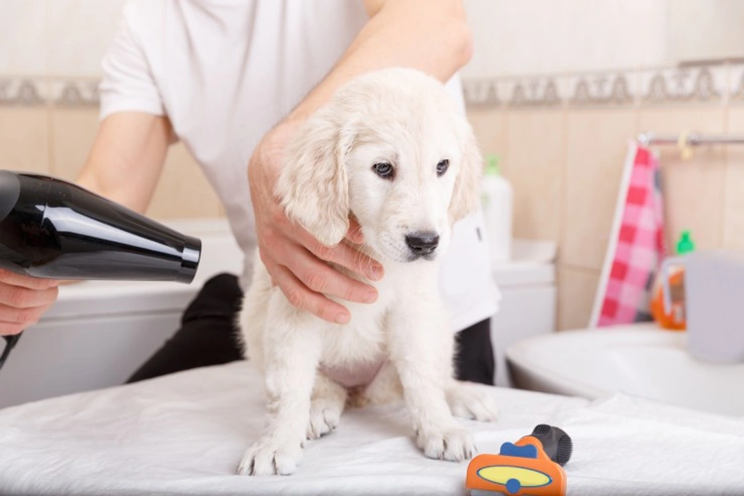 The Best Puppy Shampoos for Sensitive Skin