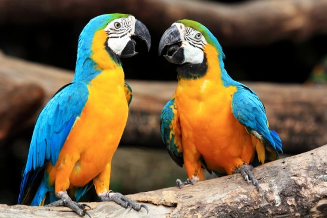 Common Illnesses in Macaws: Symptoms & Care Guide
