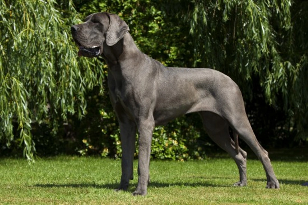 Health Issues Large and Giant Breed Dog Owners Should Know