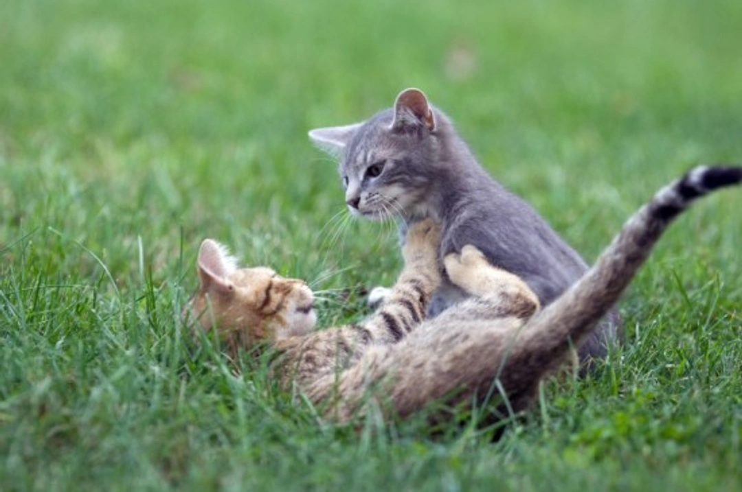 Understanding and Managing Cat-Cat Aggression at Home