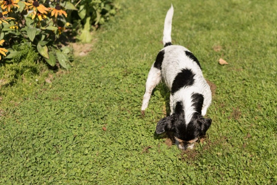 5 Dog Breeds to Avoid for a Beautiful UK Garden