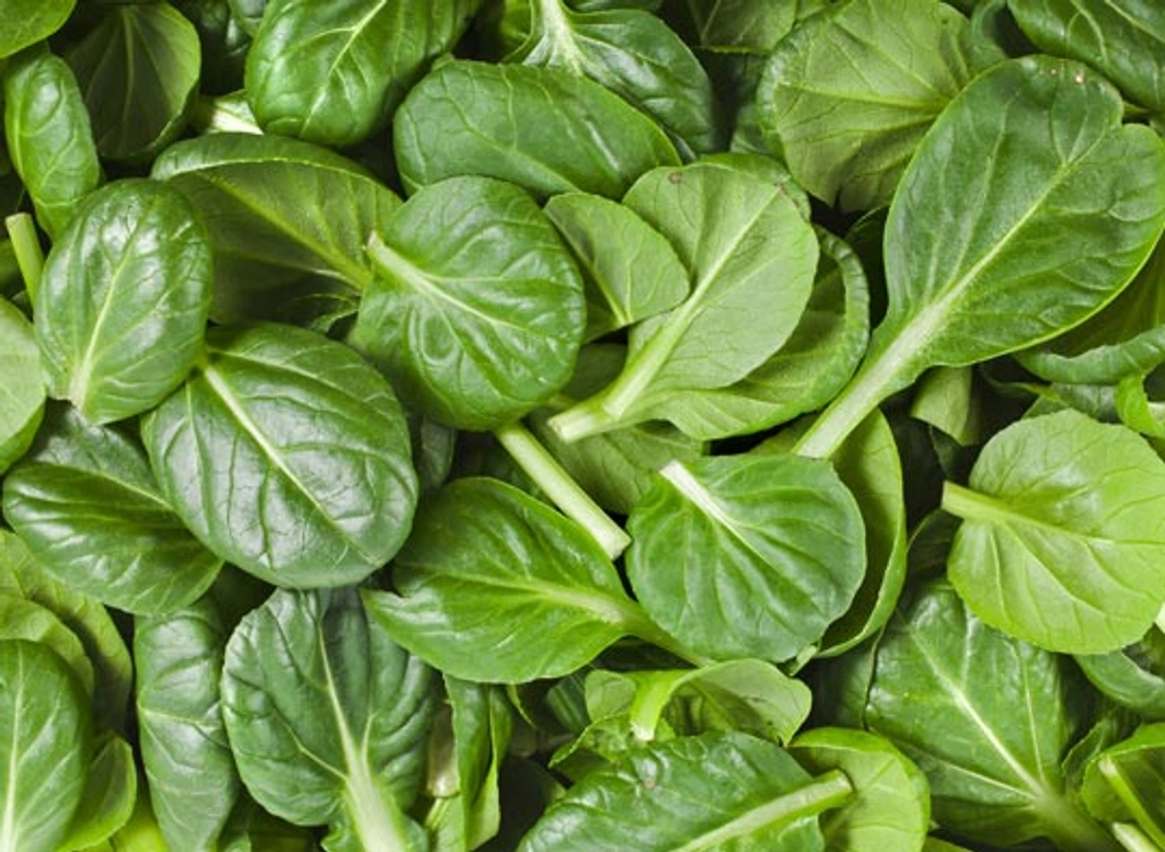 Spinazie (oxalaat) giftig voor honden