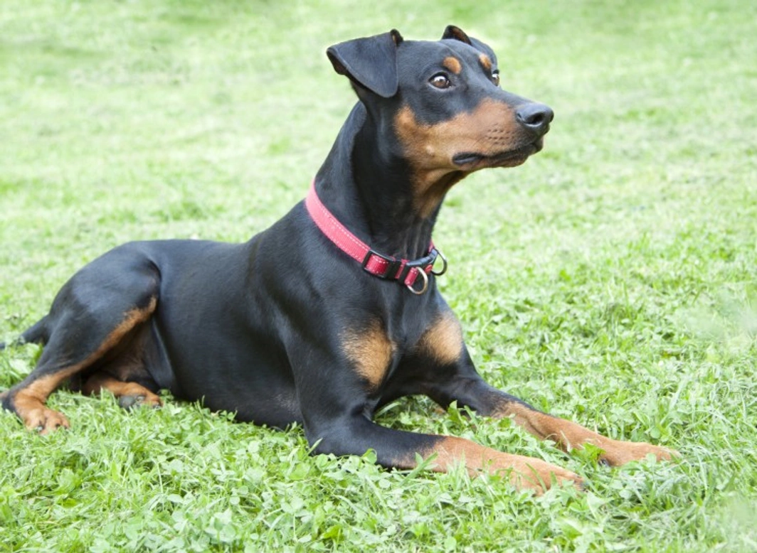 Adverse Vaccine Reactions in the Pinscher Dog Breed