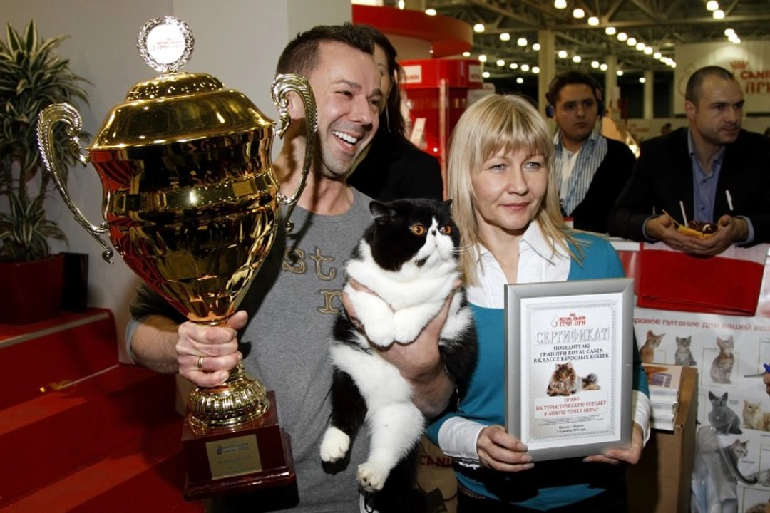 What to Expect at a Cat Show: A Step-by-Step Guide