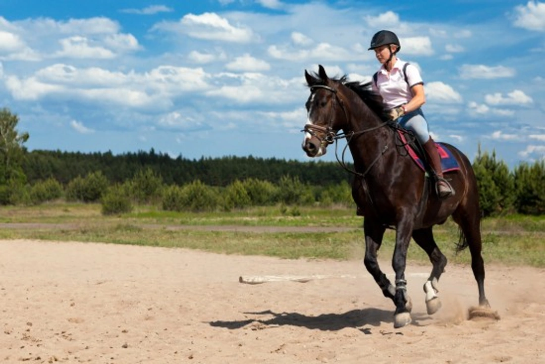 Returning to Horse Riding as an Adult: A Practical Guide