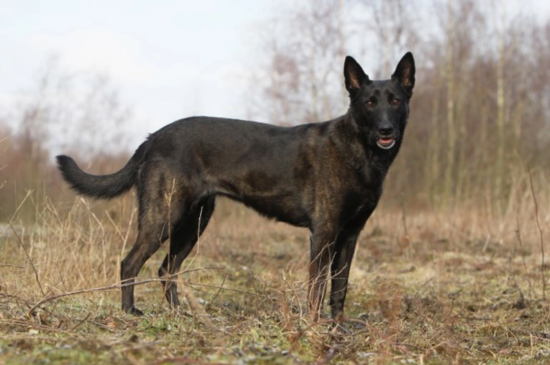 Top Shepherd Breeds as Alternatives to the German Shepherd