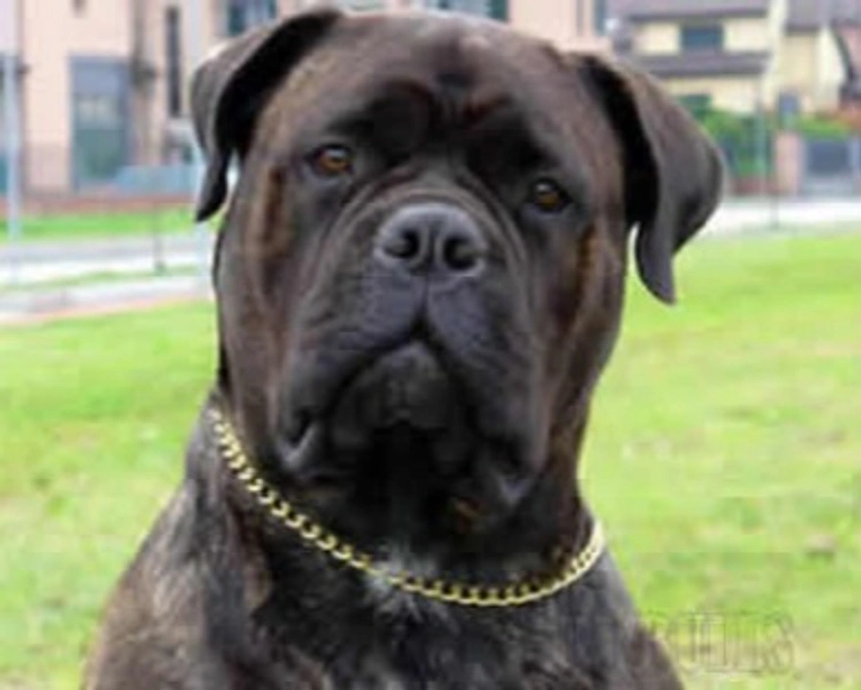 Il Bullmastiff, la sua storia e il suo incredibile temperamento