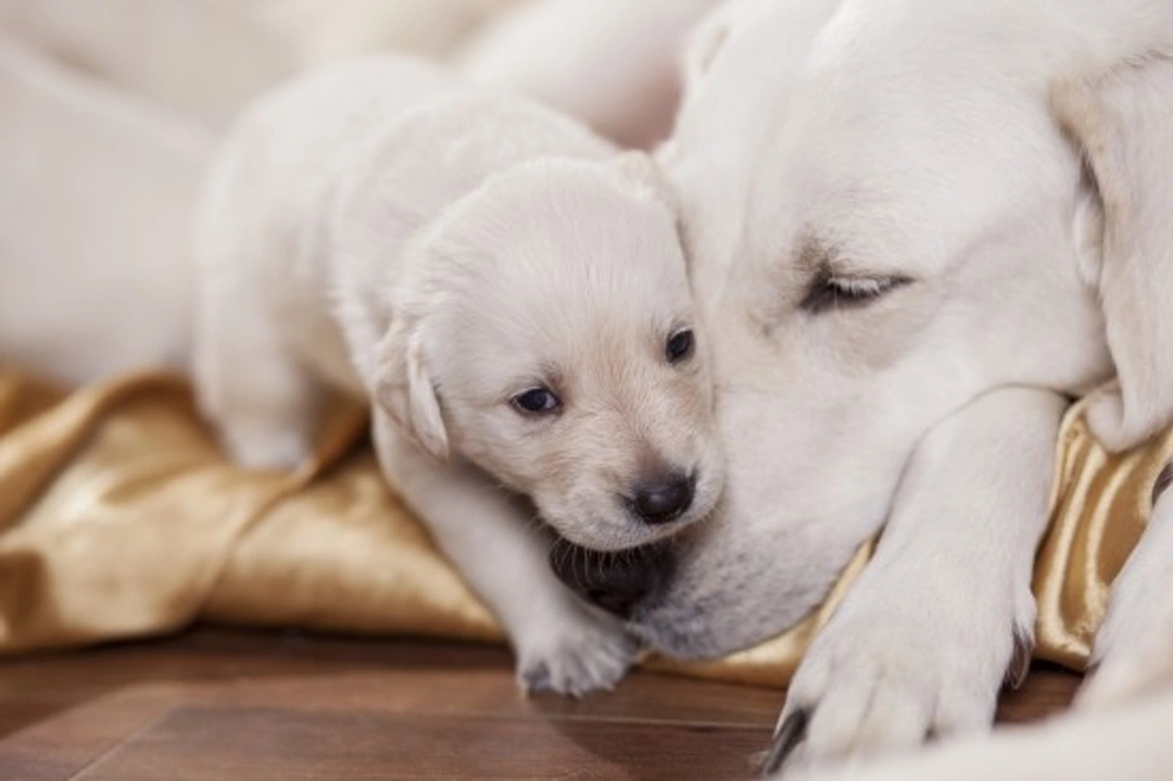 Problems from Weaning Puppies Too Early: Key Risks