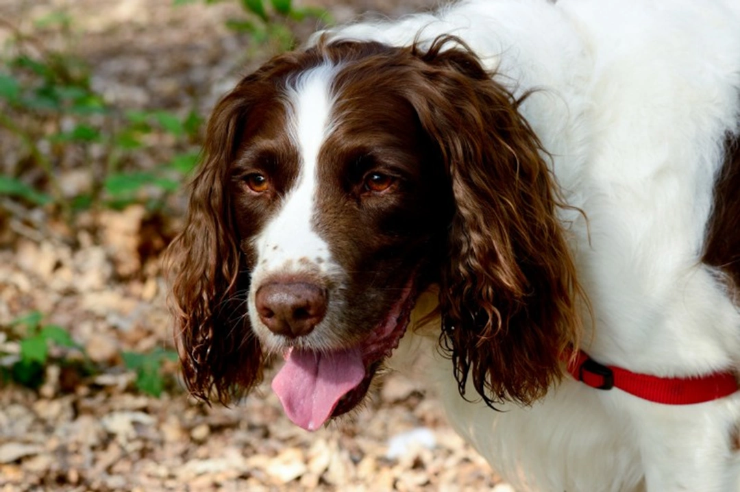 Top 10 Most Popular Registered Dog Breeds in the UK 2025