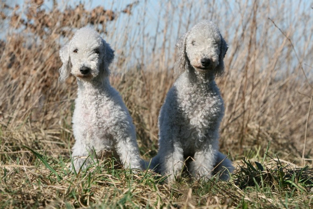 Copper Toxicosis (COMMD1) in Bedlington Terriers explained