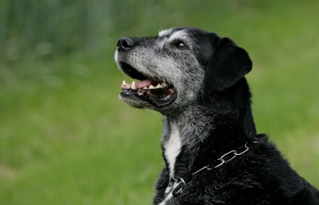 Behavioural Problems & Cognitive Dysfunction in Older Dogs